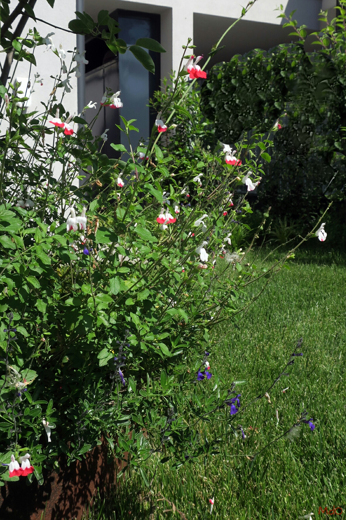 micol-dalloglio-garden-design_13