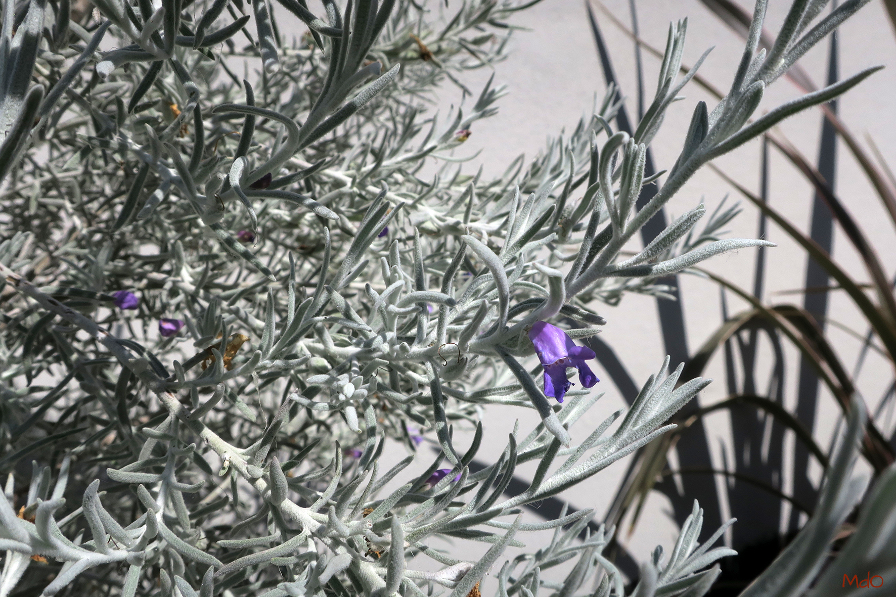 micol-dalloglio-garden-design_17