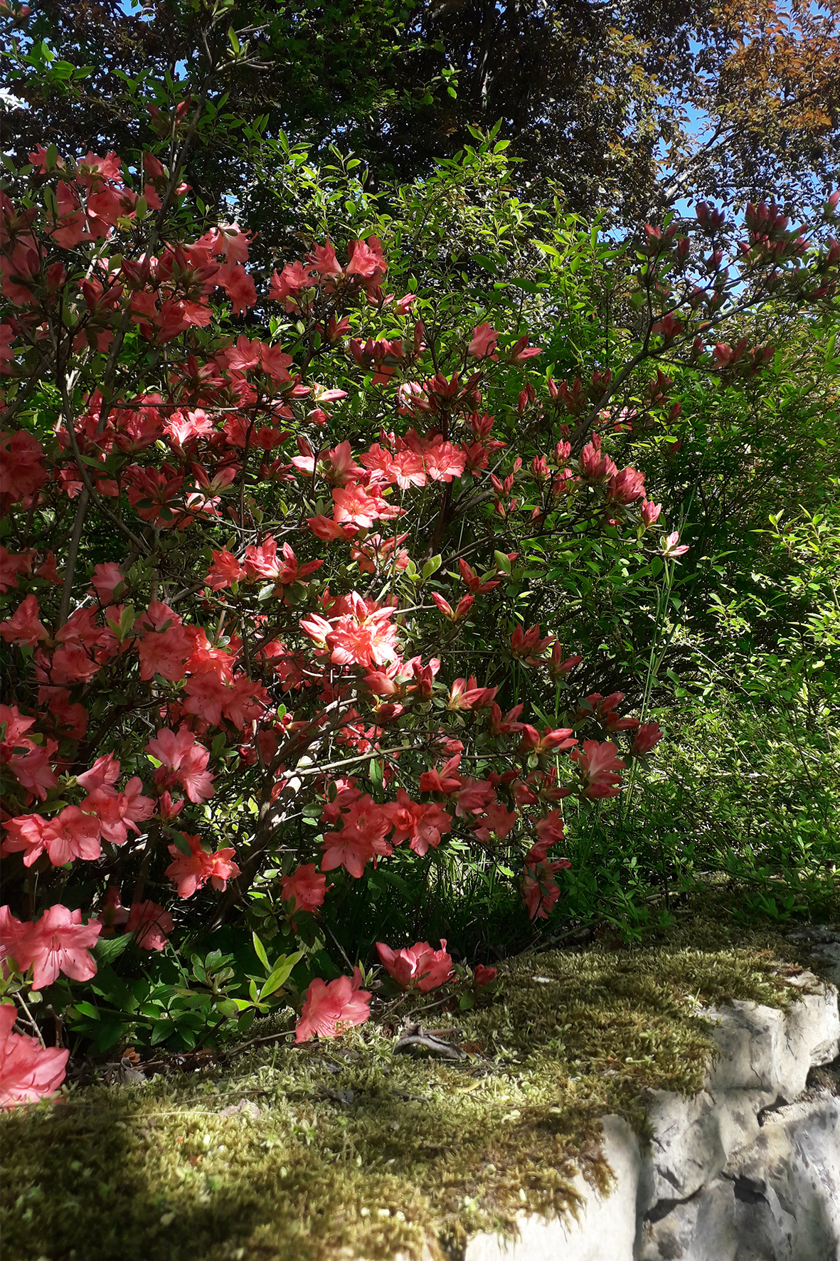 micol-dalloglio-garden-design_isola-felice